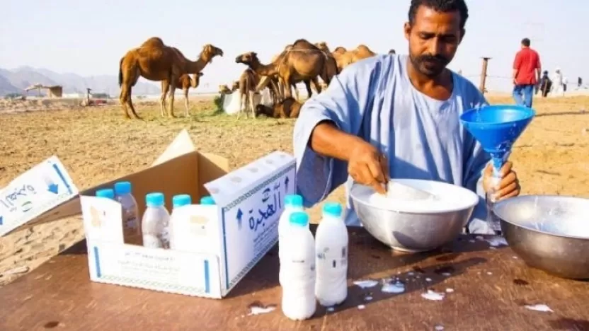 ما هي فوائد حليب الجمال لصحة جسم الإنسان؟