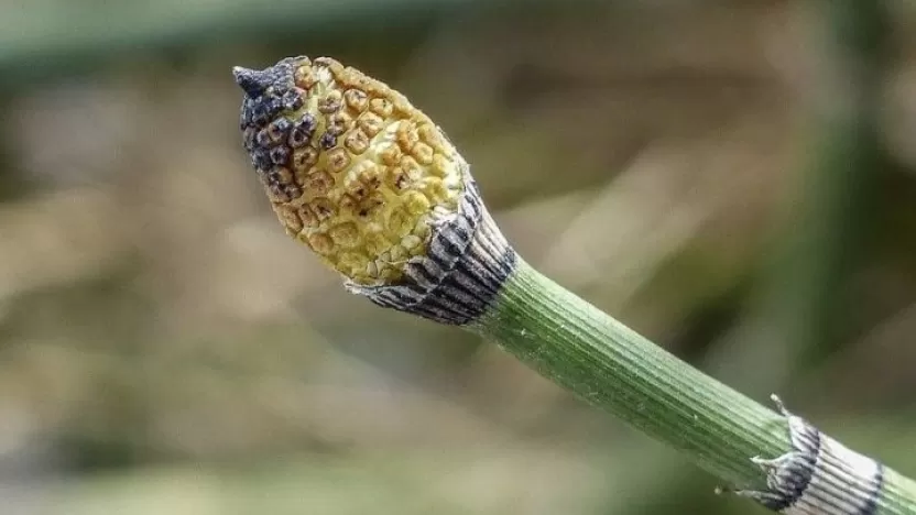 أشهر فوائد عشبة ذيل الحصان العجيبة