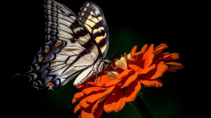 أنواع الفراشات وأسمائها