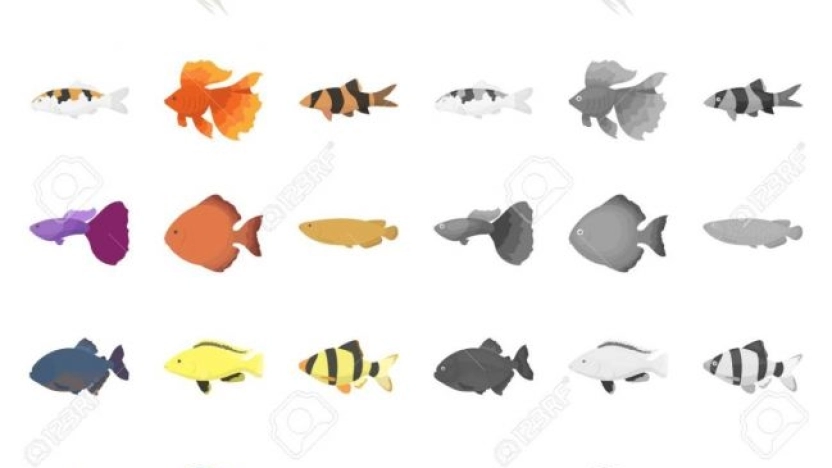 أنواع الأسماك وما تحتويه من فوائد
