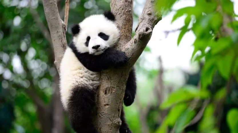 ما هو حيوان الباندا؟ وما هي أهم صفاته وسلوكياته؟