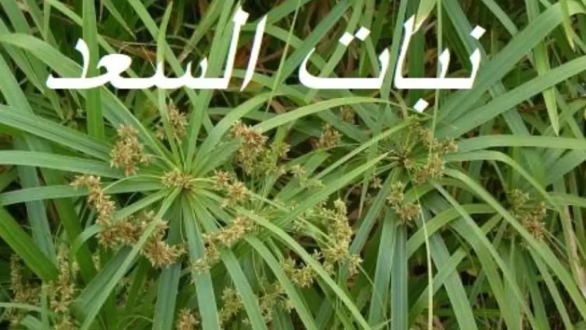 فوائد نبات السعد للجنس