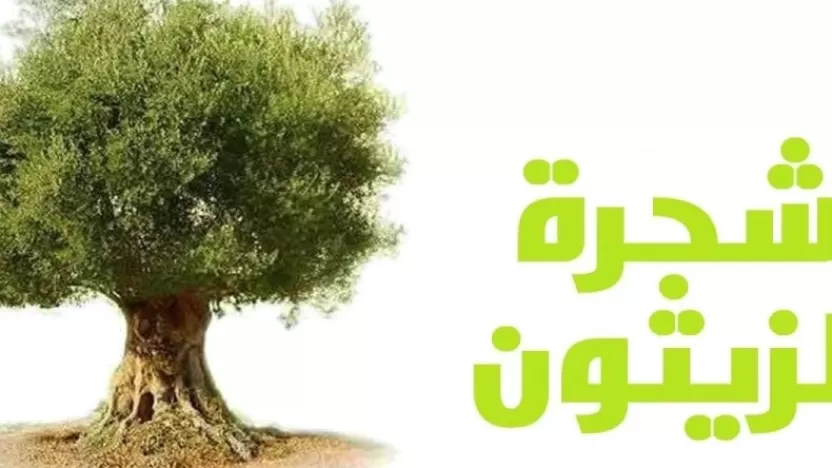 ما فوائد شجرة الزيتون وما استخدامات أوراقها؟