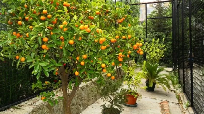 معلومات عن شجرة البرتقال - كل ما تريد معرفته عنها