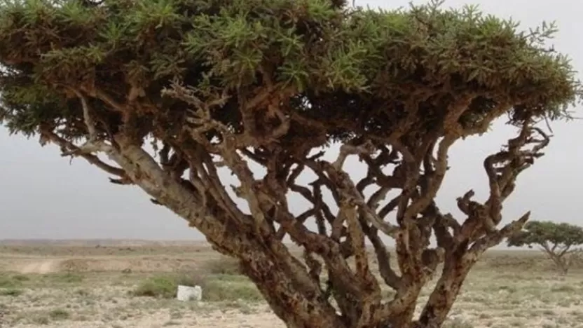 شجرة اللبان.. أهم المعلومات وفوائد اللبان للجسم