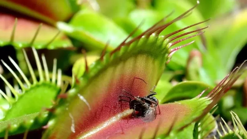 نبات فينوس وأشهر مصيدة للحشرات تعرف عليها
