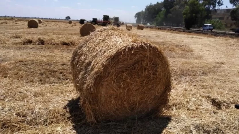 ماهو التبن ومكوناته؟ ما هو التبن والقش في المنام؟