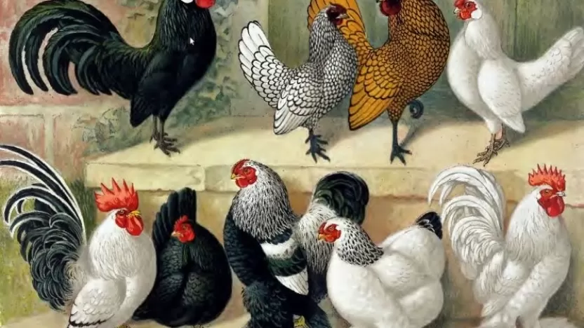 الاضطهاد ماجيستير خبز  أبرز أنواع الدجاج: حقائق ومعلومات - مفاهيم