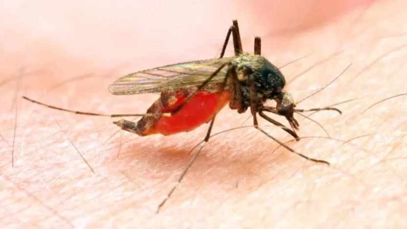 ما هي الملاريا وأعراضها وطرق الوقاية منها؟