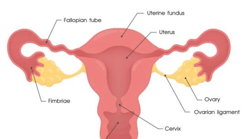 ما هو فيروس HPV؟ الأسباب والأعراض والعلاج