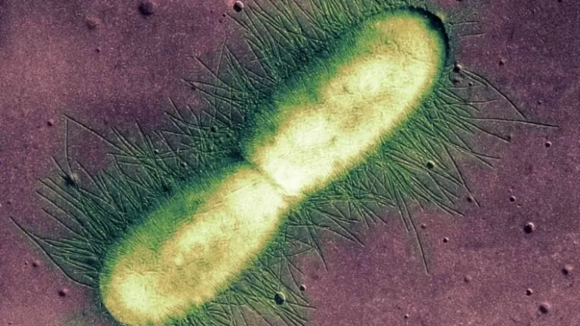 طرق تكاثر البكتيريا وأماكن وجودها وأعراض الإصابة بها