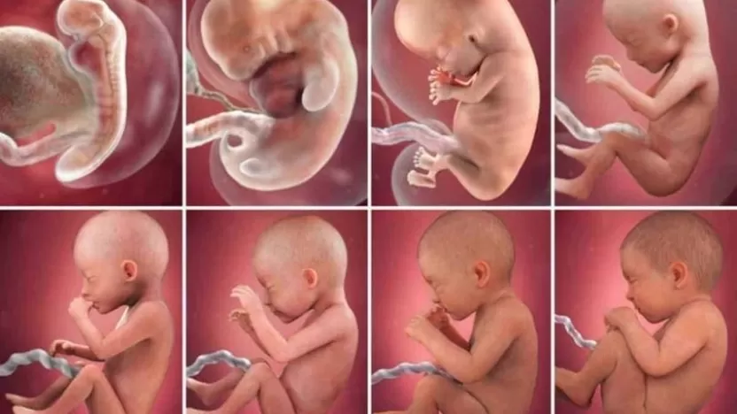 مراحل نمو الجنين في الرحم، نصائح بعد الولادة