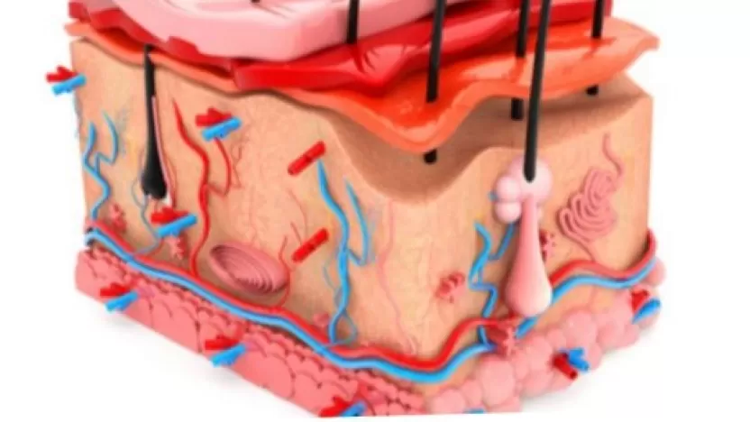 طبقات الجلد ووظائفها المتعددة في جسم الإنسان