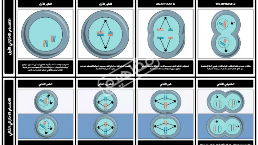 ما هي أنواع ومراحل انقسام الخلية؟