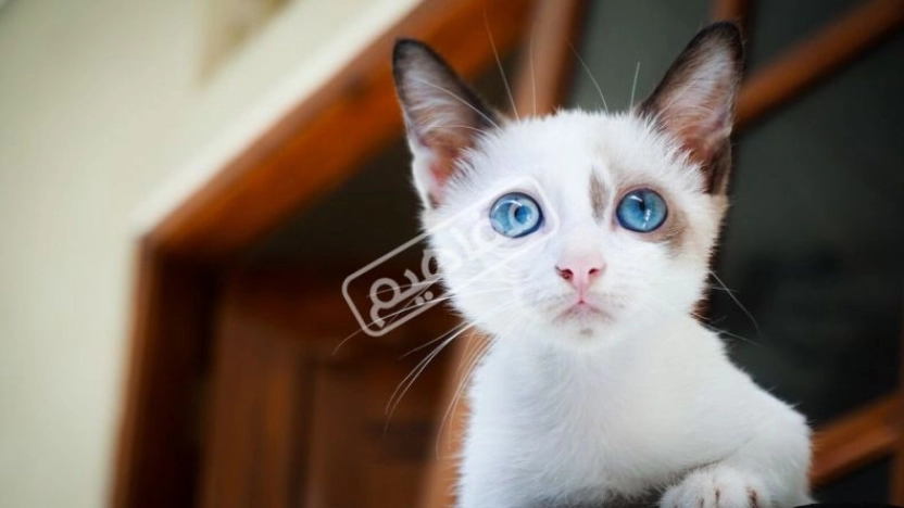 اسماء قطط ذكور  أجنبية وعربية وتركية جميلة
