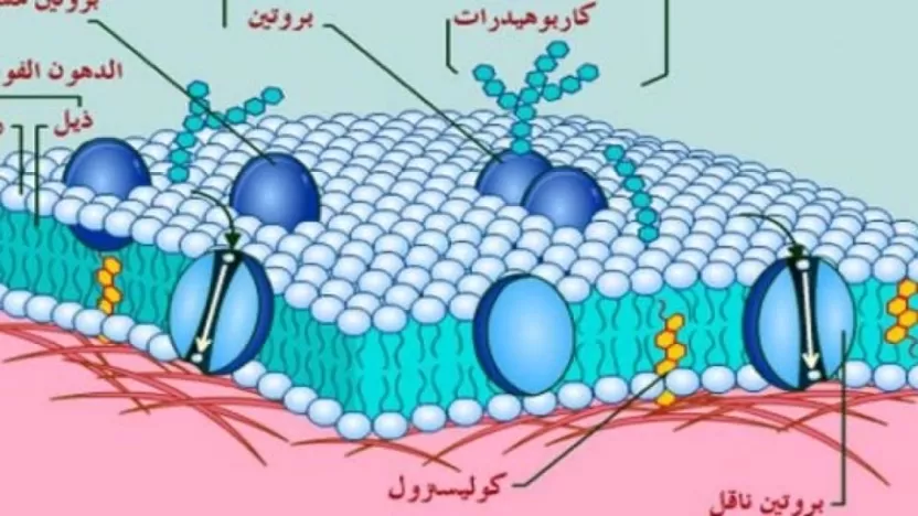 المقصود بمفهوم غشاء الخلية وطبيعة تركيبها