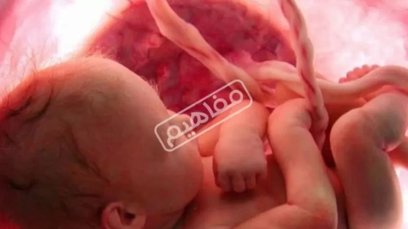 ماهي المراحل الجنينية المختلفة للجنين في بطن أمه؟