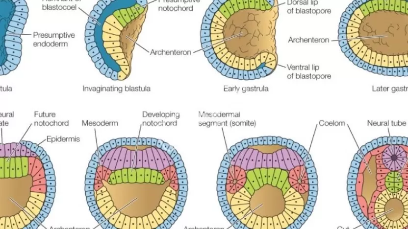 ما هي مراحل التكوين الجنيني المبكر؟