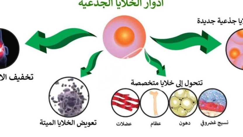 ما هي انواع الخلايا في الجسم؟ وما هي أهم مكونات الخلية؟