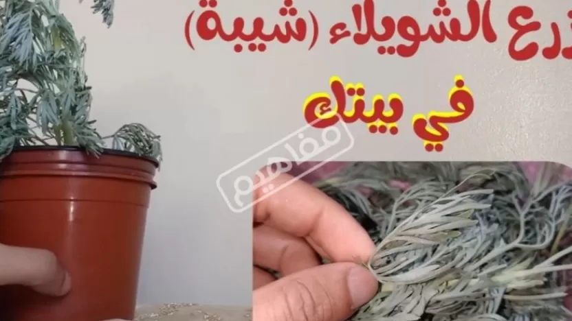 فوائد عشبة الشيبة للشعر لتطويله وتنعيمه وخلطات لاستعمالها فوائد عشبة الشيبة للشعر لتطويله وتنعيمه وخلطات لاستعمالها