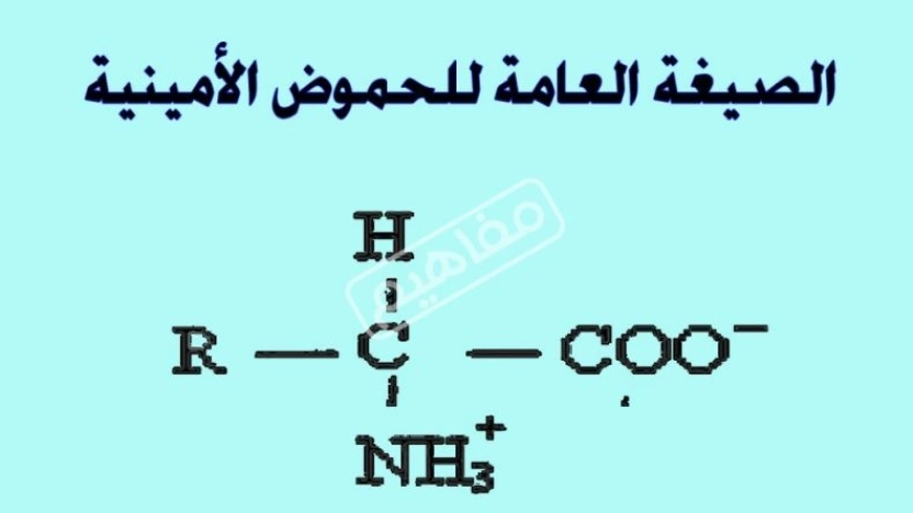 أنواع الأحماض الأمينية وأهميتها في جسم الإنسان