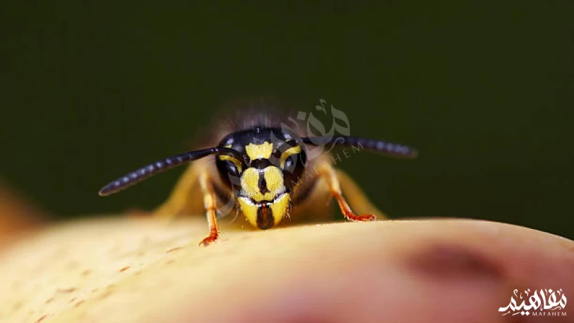 قد تتمنى لدغة النحل بعد التعرف على فوائد سم النحل المذهلة