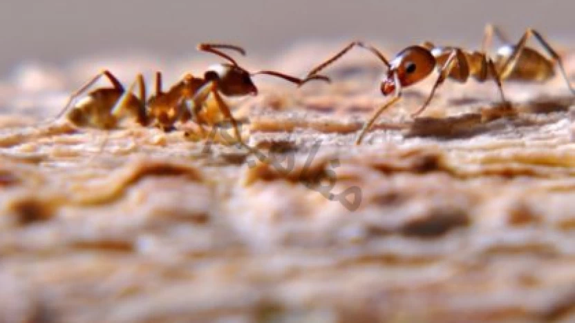 أين يعيش النمل المقاتل في المناطق؟