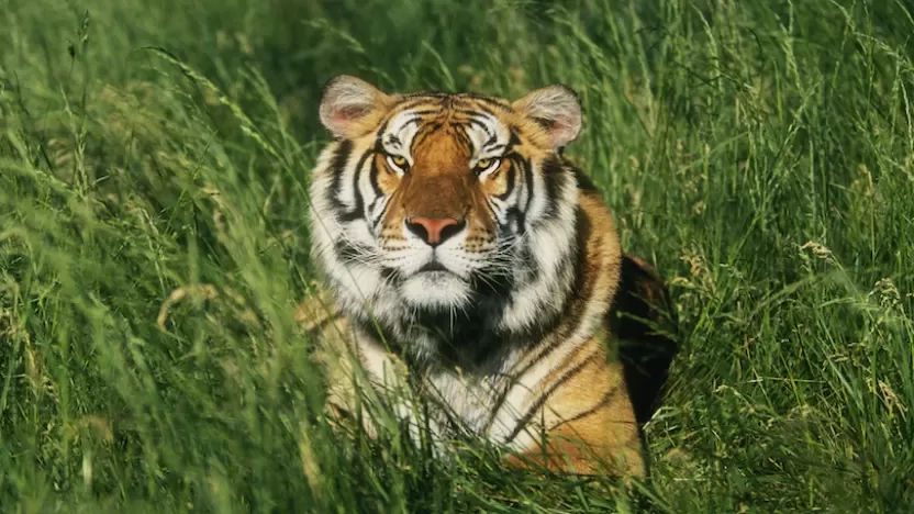 ما هي أشهر أنواع النمور في العالم؟