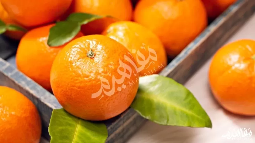 أهم أنواع البرتقال واسمائها بالصور .. فوائده للصحة العامة