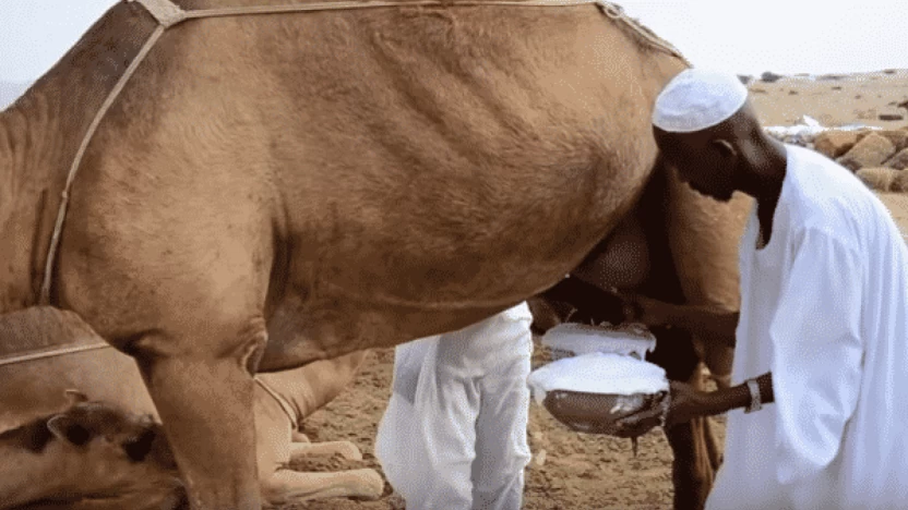 فوائد حليب الإبل ومكوناته الغذائية لصحة الجسم