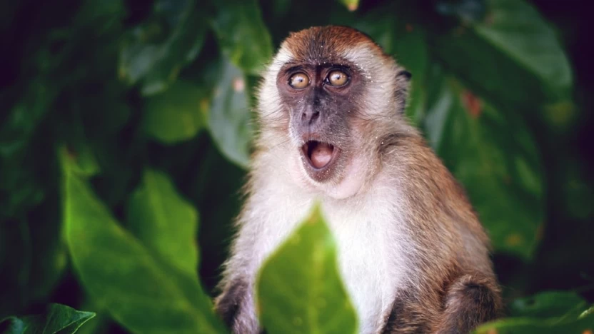 هذه أشهر أنواع القرود مع خاصية كل نوع
