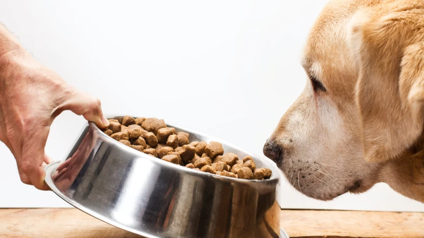 إليك نصائح مهمة تعلمك كيف تختار أكل الكلاب