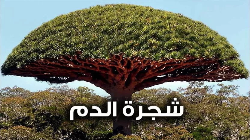 شجرة دم الأخوين  .. أغرب شجرة  في العالم 