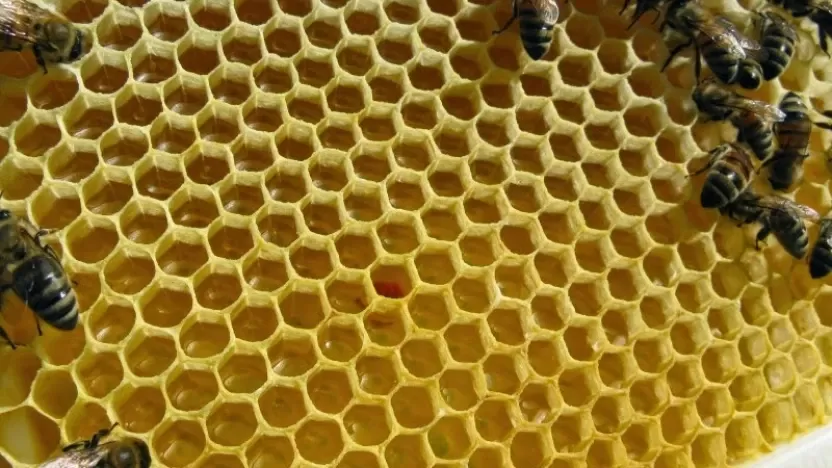 ما هي عكبر النحل؟ وما هي فوائده وأضراره؟
