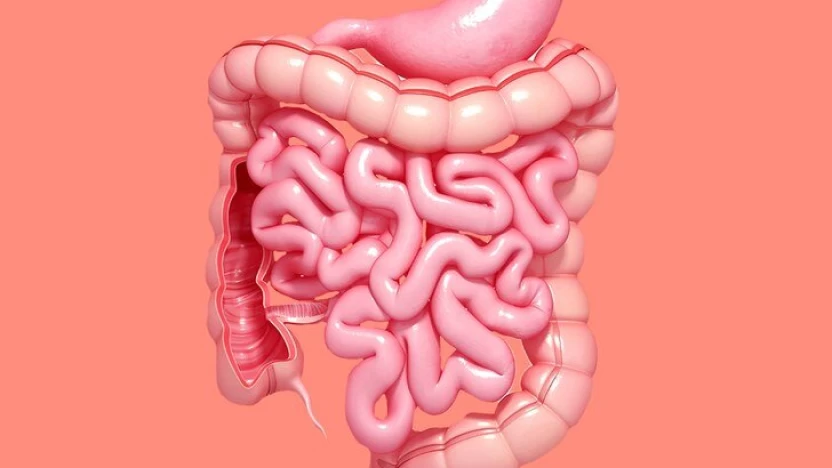 دور الأمعاء في الجسم وطرق الحفاظ على سلامتها