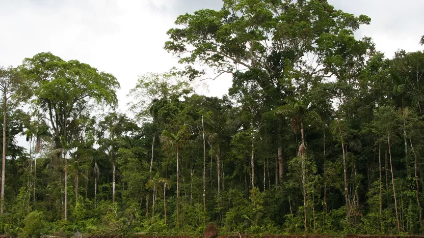 أنواع أشجار الغابات الاستوائية