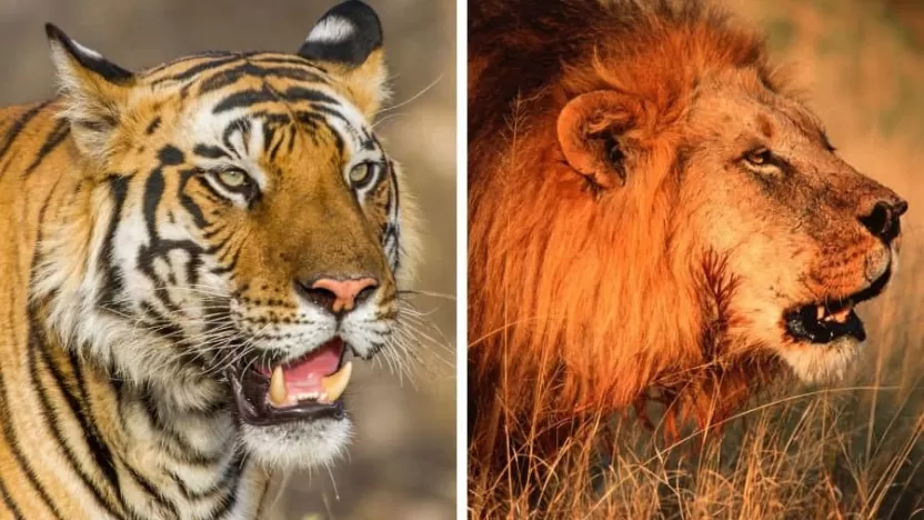 ماذا يحدث في المجتمع الحيوي عندما تختفي الاسود والنمور؟
