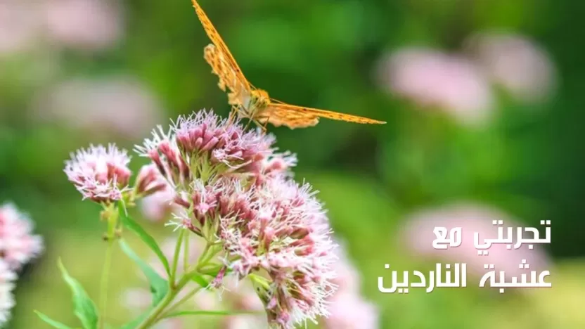 تجربتي مع عشبة الناردين الطبية