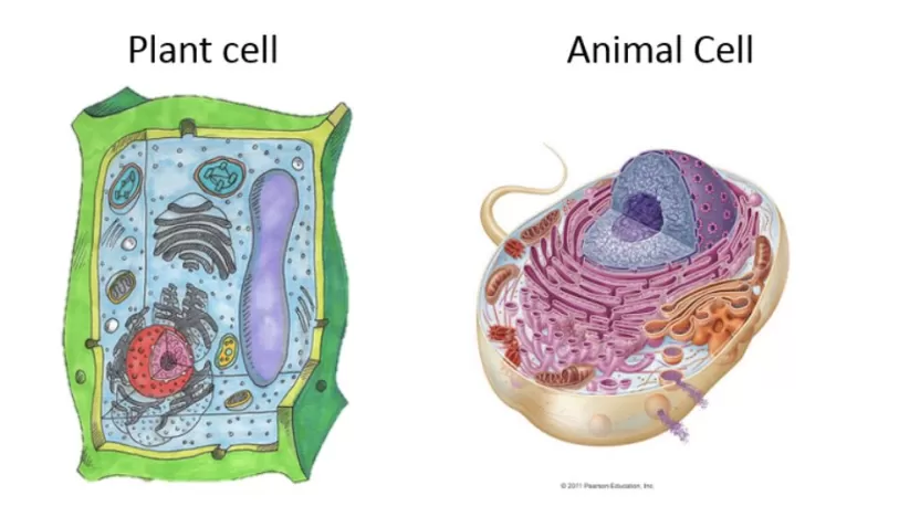 ما هو الفرق بين الخلية الحيوانية والنباتية؟