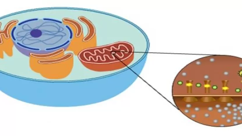 اهمية التنفس الخلوي في حياتنا ومعلومات مهمة عن هذه العملية