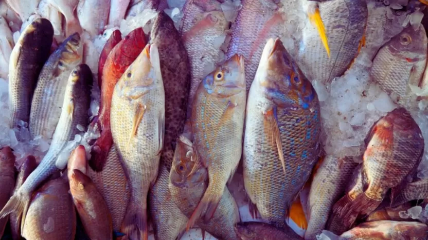موضوع تعبير عن فوائد صناعة السمك للبيئة وللحامل