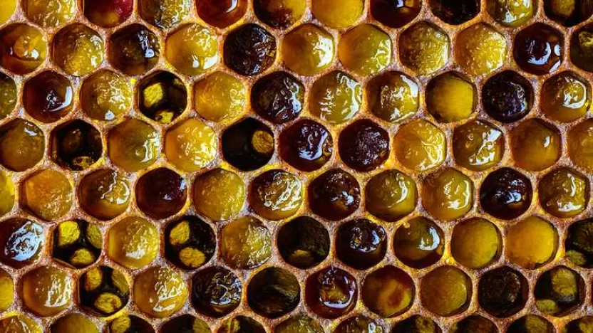 فوائد خبز النحل للرجال وطريقة تناوله