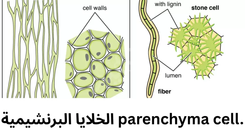 الخلايا البرنشيمية parenchyma cells خلايا رقيقة الجدران.