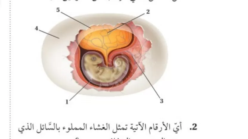 الرقم 5 في الشكل المرفق يمثل الغشاء الذي يسمح بإمداد جنين الزواحف بالأكسجين، ويحفظ السوائل داخل البيضة
