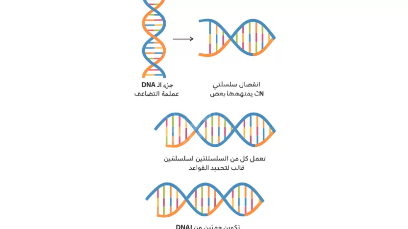 رتب عملية تضاعف dna المبينة في الشكل أدناه رتب عملية تضاعف dna المبينة في الشكل أدناه