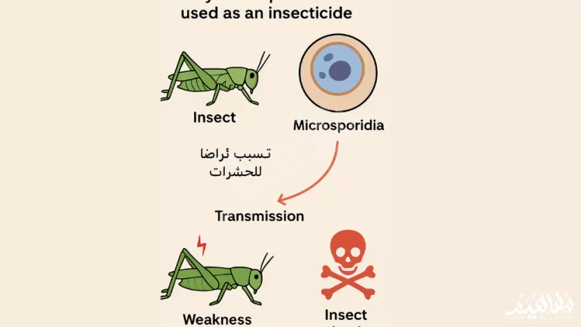 سبب استخدام الميكروسبوريديا مبيدا حشريا هو أنها