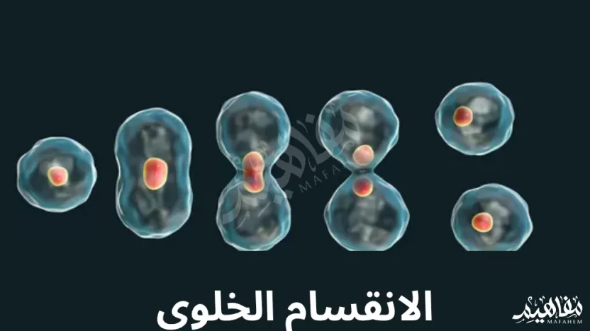 الانقسام الخلوي يسبب نمو المخلوقات عديدة الخلايا