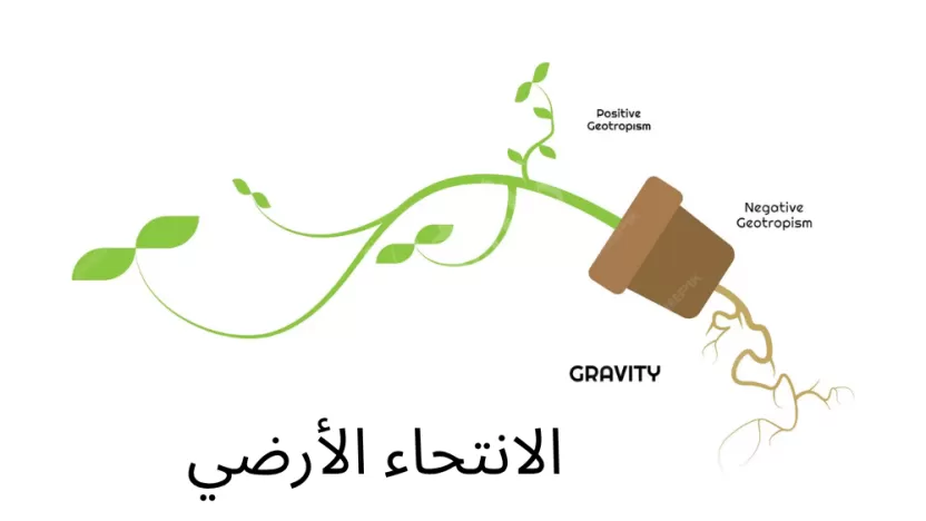 الانتحاء الأرضي سببه وفرة الماء.