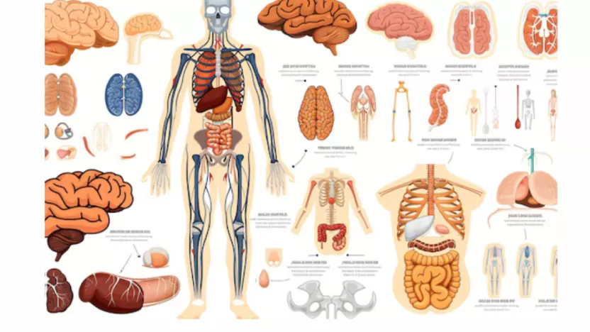الدورة الجسمية يتحرك فيها الدم الفقير بالأكسجين إلى جميع الأعضاء ما عدا القلب والرئتين.