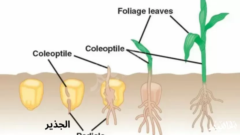 الجذير radicle هو الجزء الأول من الجنين الذي يظهر خارج البذرة عند الإنبات